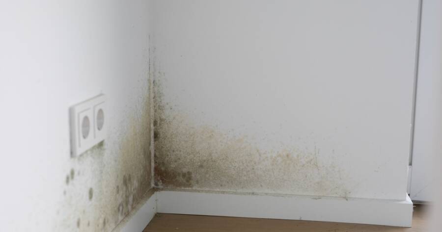 4 Effective Mold-Prevention Solutions for Damp Basements